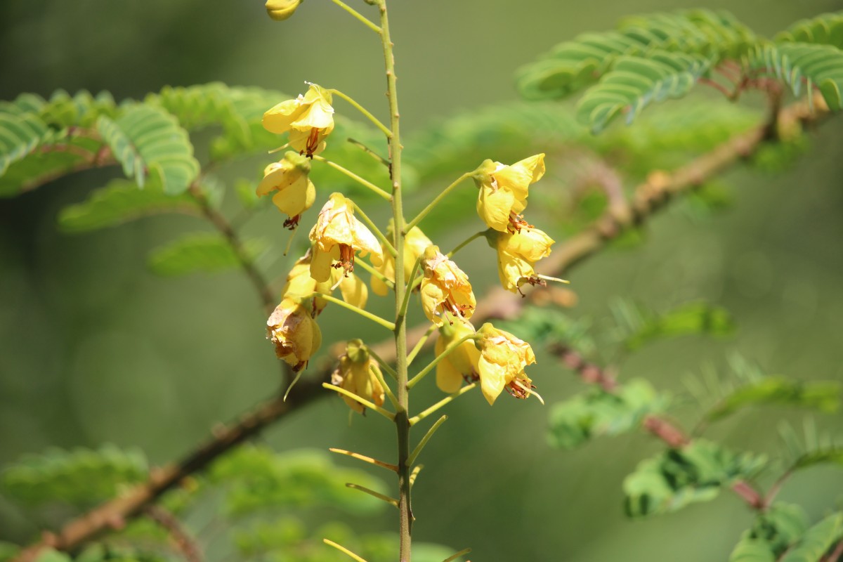 Biancaea decapetala (Roth) O.Deg.